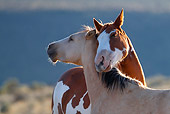 HOR 01 KH0074 01
Close-Up Of Two Mustangs Standing In Field Hugging