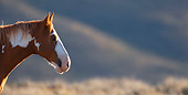 HOR 01 KH0076 01
Head Shot Of Chestnut Pinto Mustang Standing In Field