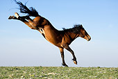 HOR 01 KH0080 01
Bay Mustang Bucking In Field