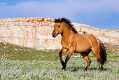 HOR 01 KH0082 01
Dun Mustang Cantering In Field