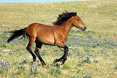 HOR 01 KH0086 01
Bay Mustang Yearling Cantering In Field Of Purple Wildflowers