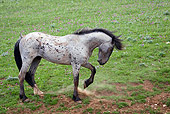 HOR 01 KH0088 01
Blue Roan Mustang Standing In Field Pawing