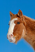 HOR 01 KH0089 01
Head Shot Of Chestnut Mustang In Winter