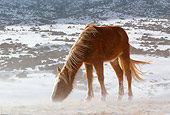 HOR 01 KH0092 01
Chestnut Mustang Grazing In Snowy Field