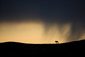 HOR 01 KH0096 01
Silhouette Of Mustang Walking In Field At Sunset