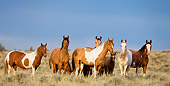 HOR 01 KH0102 01
Herd Of Mustangs Standing In Field