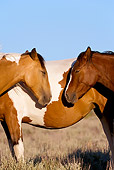 HOR 01 KH0104 01
Close-Up Of Mustangs Standing In Field