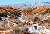 HOR 01 KH0107 01
Herd Of Mustangs Walking In Snowy Valley