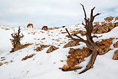 HOR 01 KH0109 01
Two Mustangs Grazing In Snow
