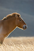 HOR 01 KH0110 01
Head Shot Of Przewalski's Horse Standing In Field Mongolia