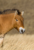 HOR 01 KH0111 01
Head Shot Of Przewalski's Horse Standing In Field Mongolia
