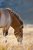 HOR 01 KH0112 01
Close-Up Of Przewalski's Horse Grazing In Field Mongolia