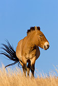 HOR 01 KH0113 01
Przewalski's Horse Standing In Field Mongolia