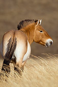 HOR 01 KH0114 01
Przewalski's Horse Standing In Field Mongolia