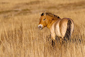HOR 01 KH0115 01
Przewalski's Horse Standing In Field Mongolia