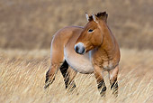 HOR 01 KH0116 01
Przewalski's Horse Standing In Field Mongolia