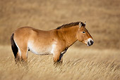 HOR 01 KH0117 01
Przewalski's Horse Standing In Field Mongolia