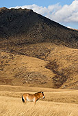 HOR 01 KH0118 01
Przewalski's Horse Standing In Field Mongolia