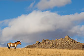 HOR 01 KH0119 01
Przewalski's Horse Standing In Field Mongolia