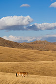 HOR 01 KH0120 01
Przewalski's Horse Walking In Field Mongolia
