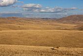 HOR 01 KH0121 01
Przewalski's Horse Walking In Field Mongolia