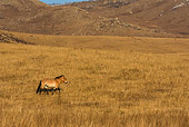 HOR 01 KH0122 01
Przewalski's Horse Walking In Field Mongolia