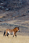 HOR 01 KH0123 01
Przewalski's Horse Walking In Field Mongolia