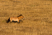 HOR 01 KH0124 01
Przewalski's Horse Walking In Field Mongolia