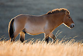 HOR 01 KH0125 01
Przewalski's Horse Walking In Field Mongolia