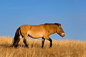HOR 01 KH0126 01
Przewalski's Horse Walking In Field Mongolia