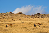 HOR 01 KH0127 01
Two Przewalski's Horses Walking In Field Mongolia
