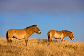 HOR 01 KH0128 01
Two Przewalski's Horses Standing In Field Mongolia
