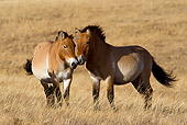 HOR 01 KH0129 01
Two Przewalski's Horses Standing In Field Mongolia