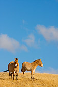 HOR 01 KH0130 01
Two Przewalski's Horses Standing In Field Mongolia