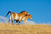 HOR 01 KH0131 01
Przewalski's Horse Mare And Foal Standing In Field Mongolia
