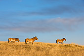 HOR 01 KH0132 01
Przewalski's Horses Standing In Field Mongolia