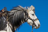 HOR 01 KH0134 01
Head Shot Of Grey Kazakh Horse Mongolia