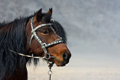 HOR 01 KH0135 01
Head Shot Of Bay Kazakh Horse Mongolia