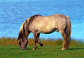 HOR 01 KH0136 01
Grullo Stallion Grazing By Water