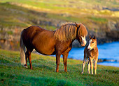 HOR 01 KH0138 01
Chestnut Icelandic Mare And Foal Standing In Field