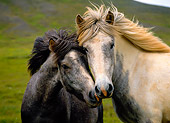 HOR 01 KH0139 01
Head Shot Of Two Icelandic Horses Standing In Field