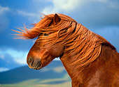 HOR 01 KH0140 01
Head Shot Of Chestnut Icelandic Horse
