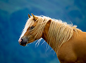 HOR 01 KH0141 01
Head Shot Of Haflinger Horse