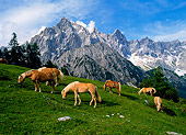 HOR 01 KH0142 01
Herd Of Haflinger Horses Grazing By Mountains