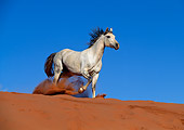 HOR 01 KH0144 01
Gray Arabian Horse Trotting On Sand Dune
