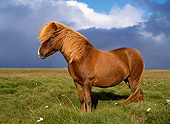 HOR 01 KH0148 01
Chestnut Icelandic Horse Standing In Field