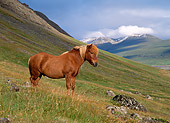 HOR 01 KH0149 01
Chestnut Icelandic Horse Standing In Field