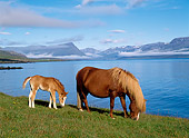 HOR 01 KH0152 01
Icelandic Horse Mare And Foal Grazing By Water