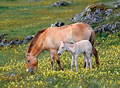 HOR 01 KH0153 01
Przewalski's Horse Mare And Foal Grazing In Field