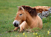 HOR 01 KH0154 01
Przewalski's Horse Laying In Field